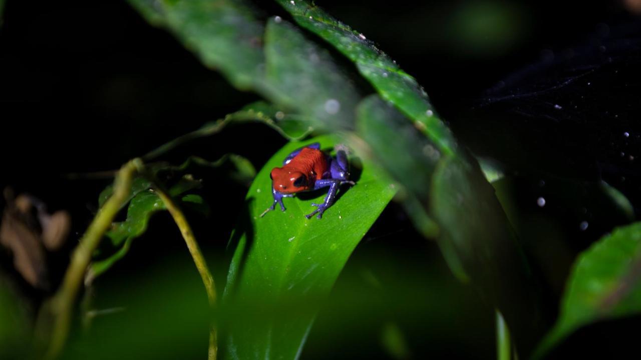Hotel Rancho Cerro Azul La Fortuna 외부 사진